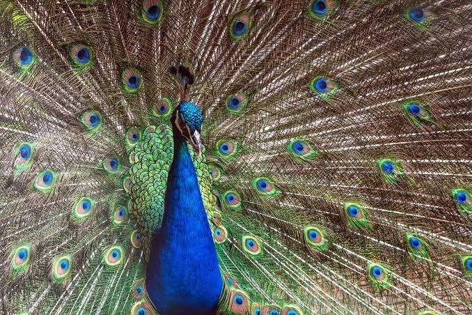 Hele mooie Vogel: PAUW!, Mannelijk, Wildzangvogel