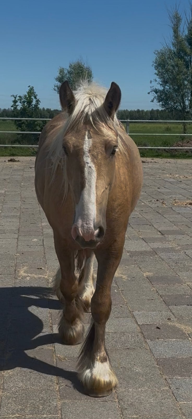 Palomino Tinker merrie, Merrie, Minder dan 160 cm, 0 tot 2 jaar, Recreatiepaard