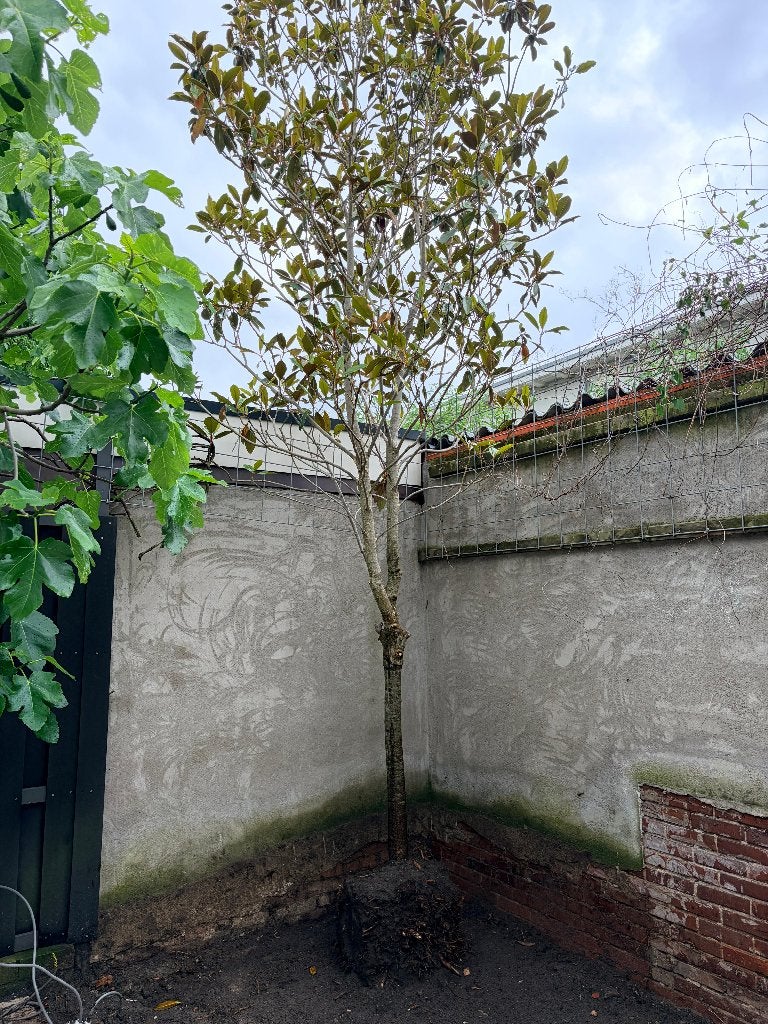 Italiaanse magnoliaboom, Overige soorten, 250 tot 400 cm, Zomer, Ophalen