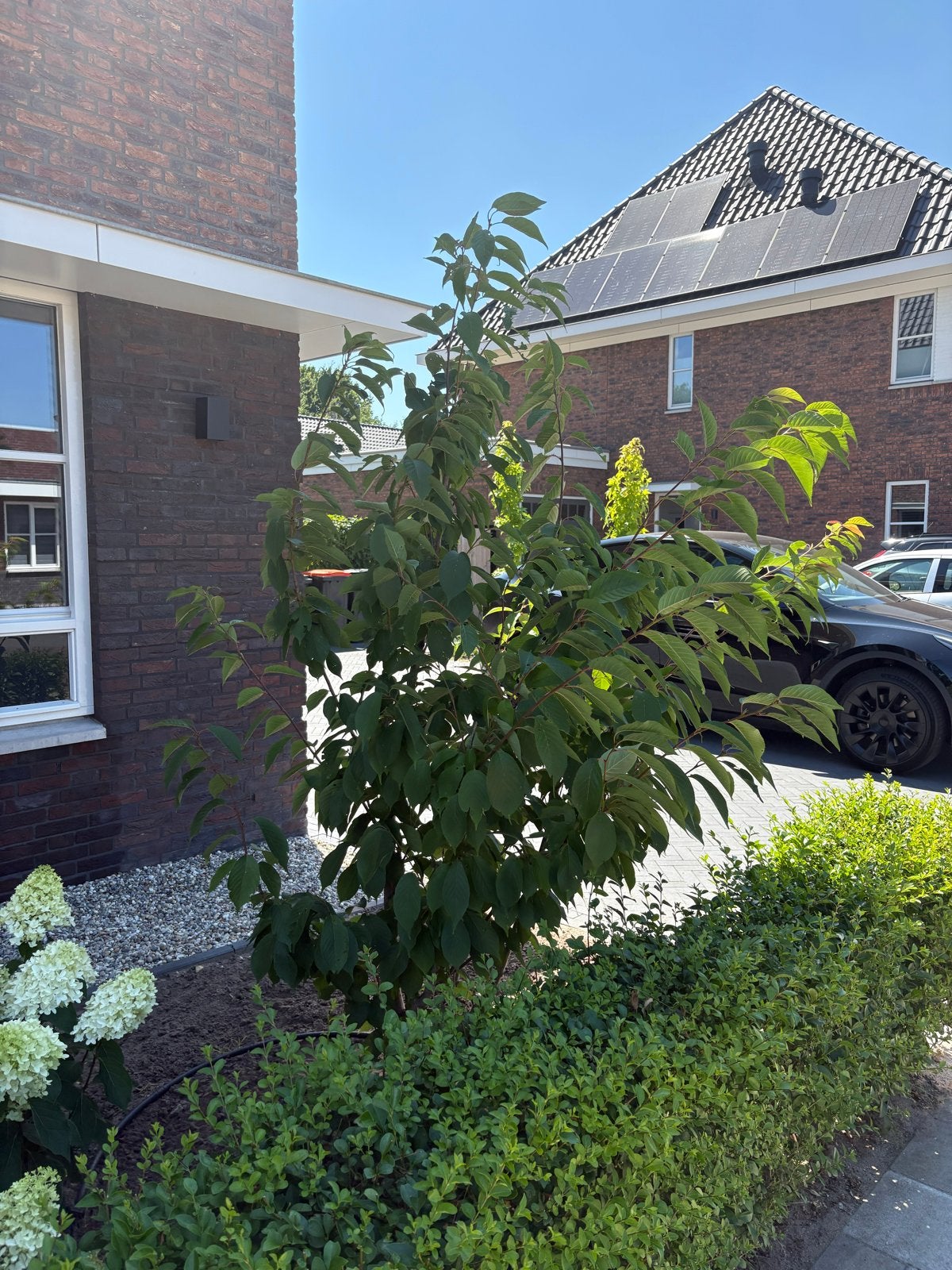 Meerstammige Sierkers (Prunus), Overige soorten, Lente, 250 tot 400 cm, Ophalen