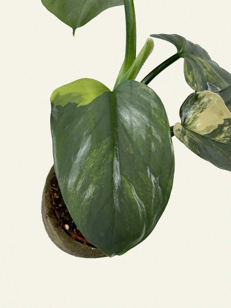 Philodendron Hastatum Variegata, Huis en Inrichting, Kamerplanten, Ophalen of Verzenden, Halfschaduw, Minder dan 100 cm