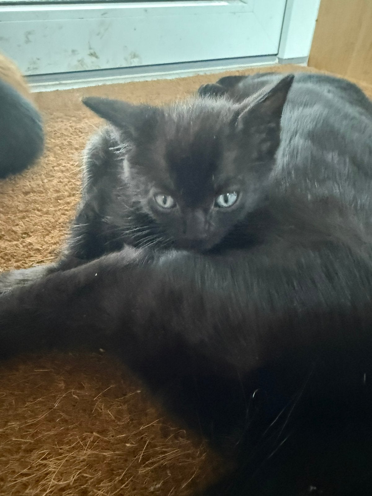 1 lieve kitten (vrouwtje), Meerdere dieren, Kortharig, 0 tot 2 jaar