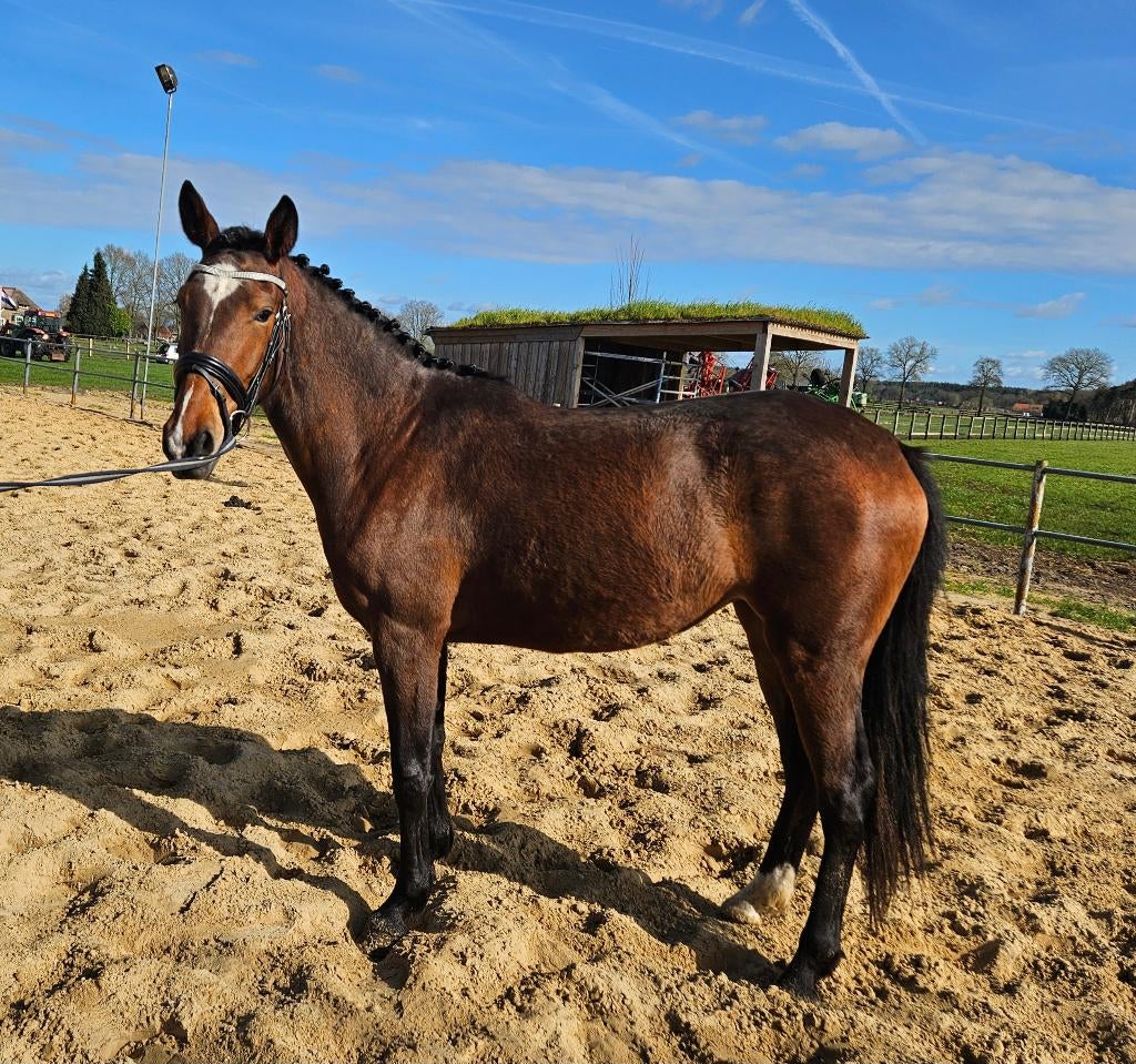 Prachtige 3-jarige dressuurmerrie, Dieren en Toebehoren, Paarden, Merrie, Met stamboom, Dressuurpaard, 3 tot 6 jaar