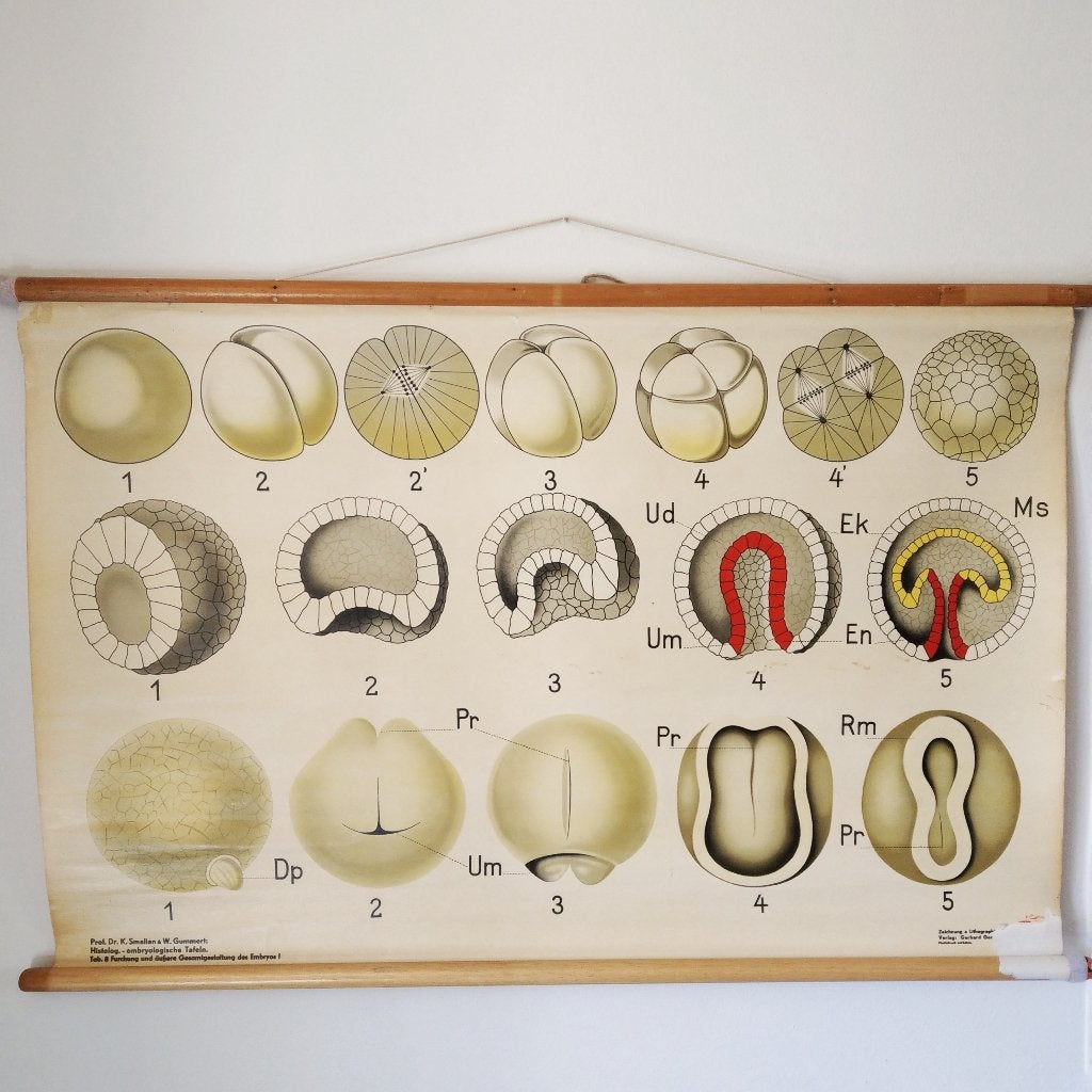 Schoolplaat Celdeling en de vorming van het embryo I, Antiek en Kunst, Antiek | Schoolplaten, Ophalen of Verzenden, Natuur en Biologie
