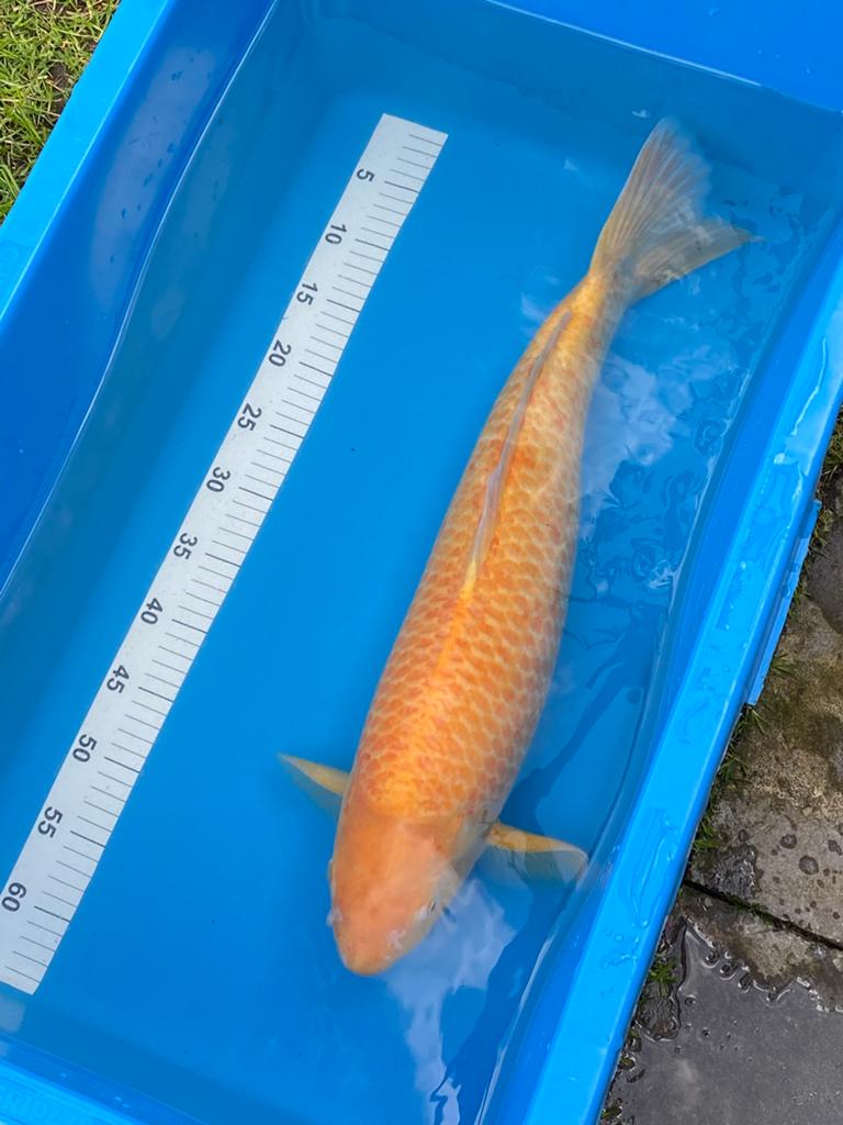Jspanse koi, Karper of Koi