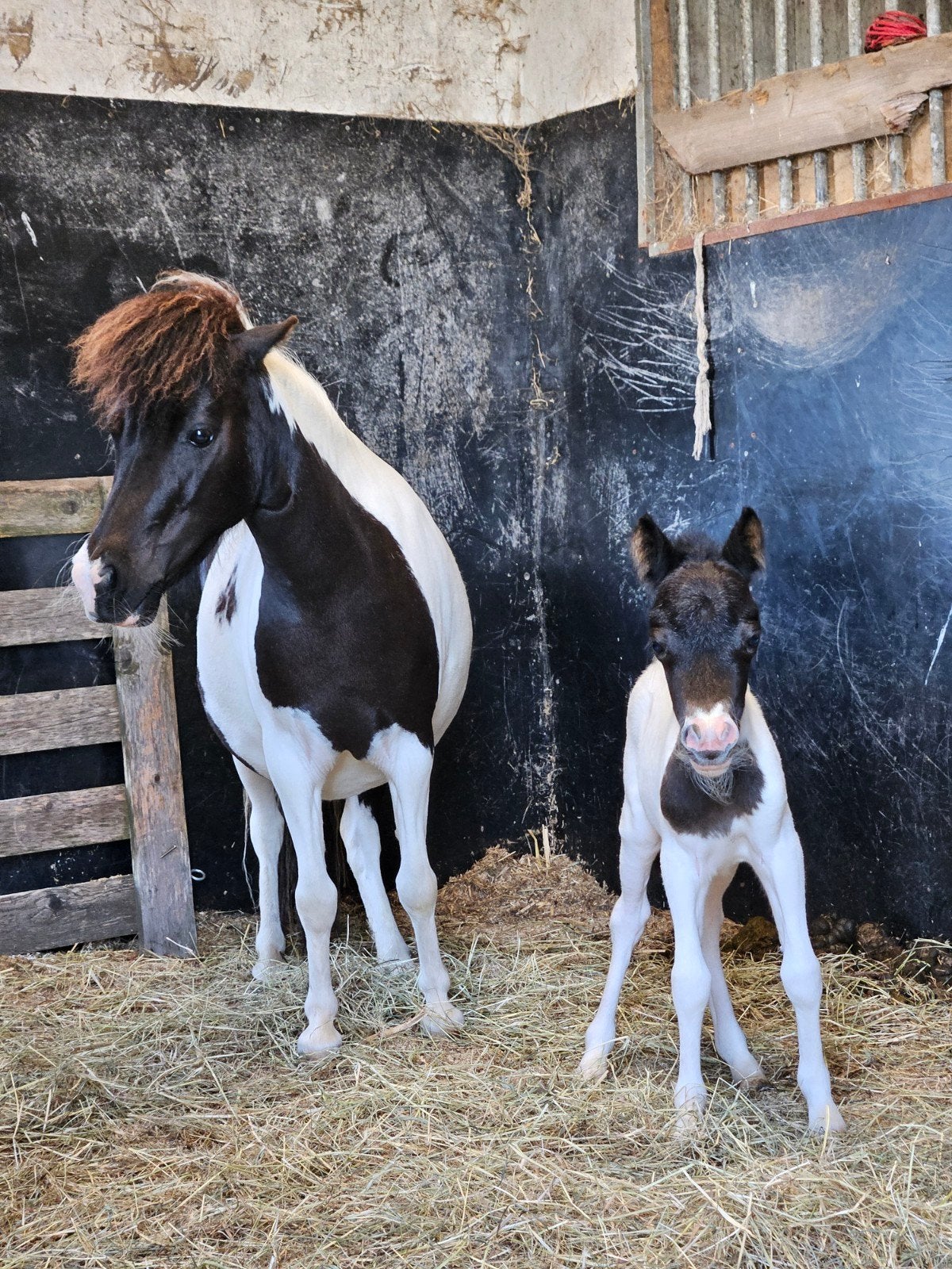Merrie met veulen. Nmprs stamboek, Dieren en Toebehoren, Pony's, Merrie, A pony (tot 1.17m), 0 tot 2 jaar