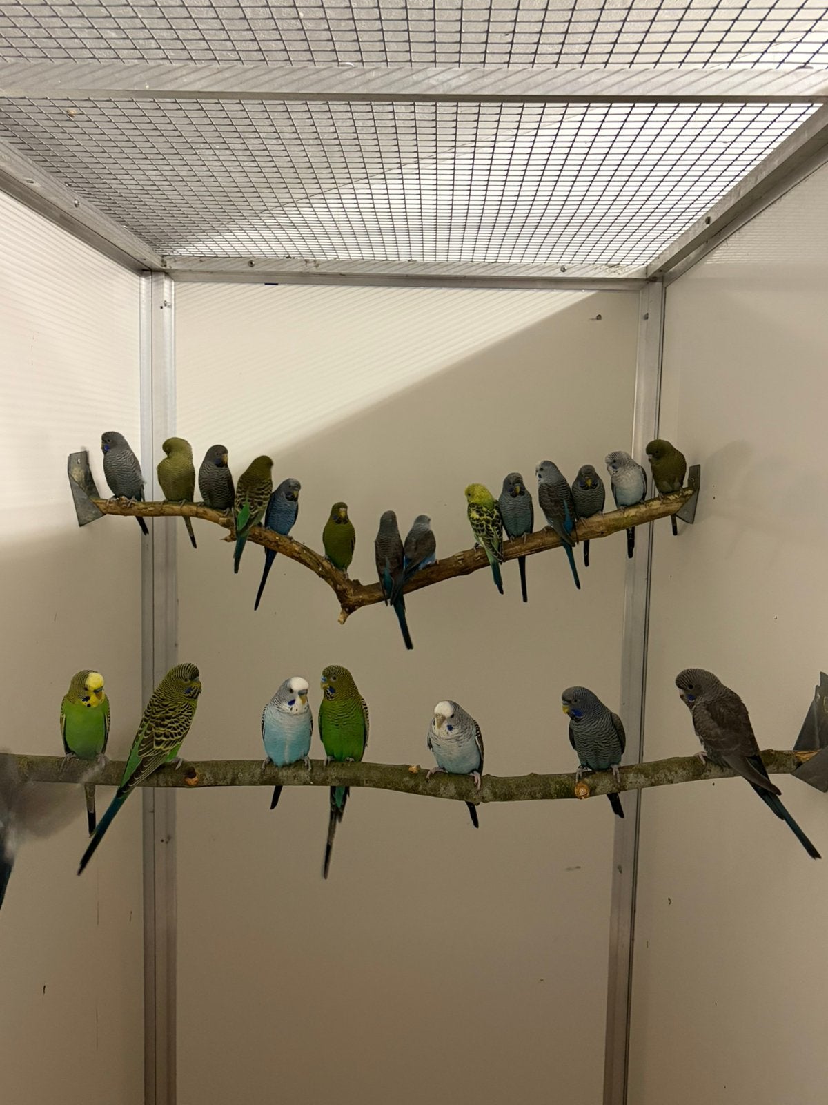 Grasparkieten bfbw/bf/bw, Dieren en Toebehoren, Meerdere dieren, Parkiet