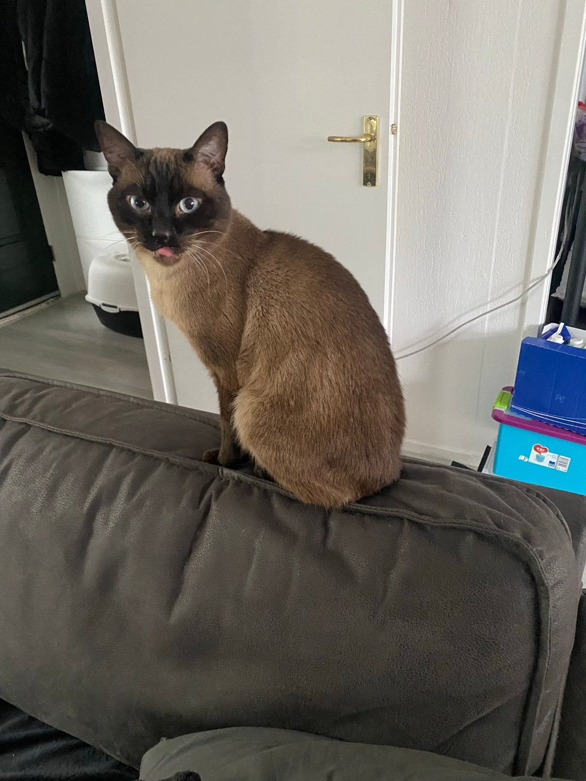 Dekkater Siamees aangeboden voor dekkingen!, Kater