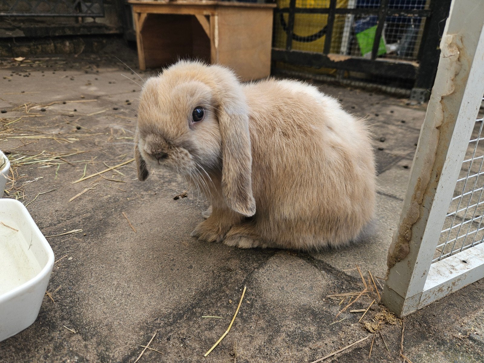 Jong tamme Minilop rammetje, Meerdere dieren, Dwerg