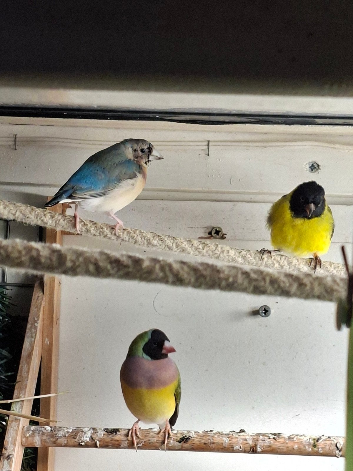 gouldamadines (split) blauw, Meerdere dieren