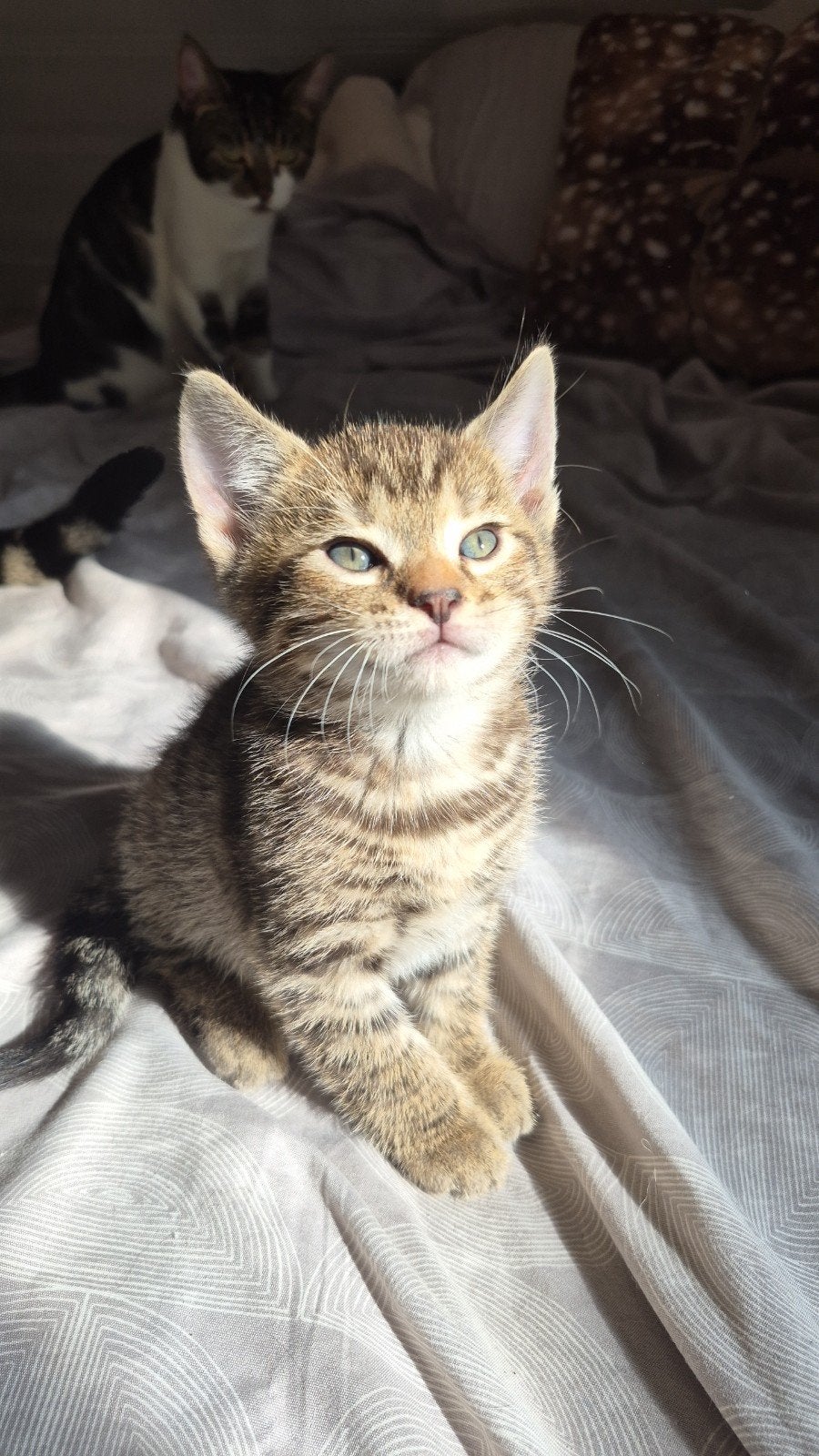2 half bengaalse kittens, Meerdere dieren, Ontwormd