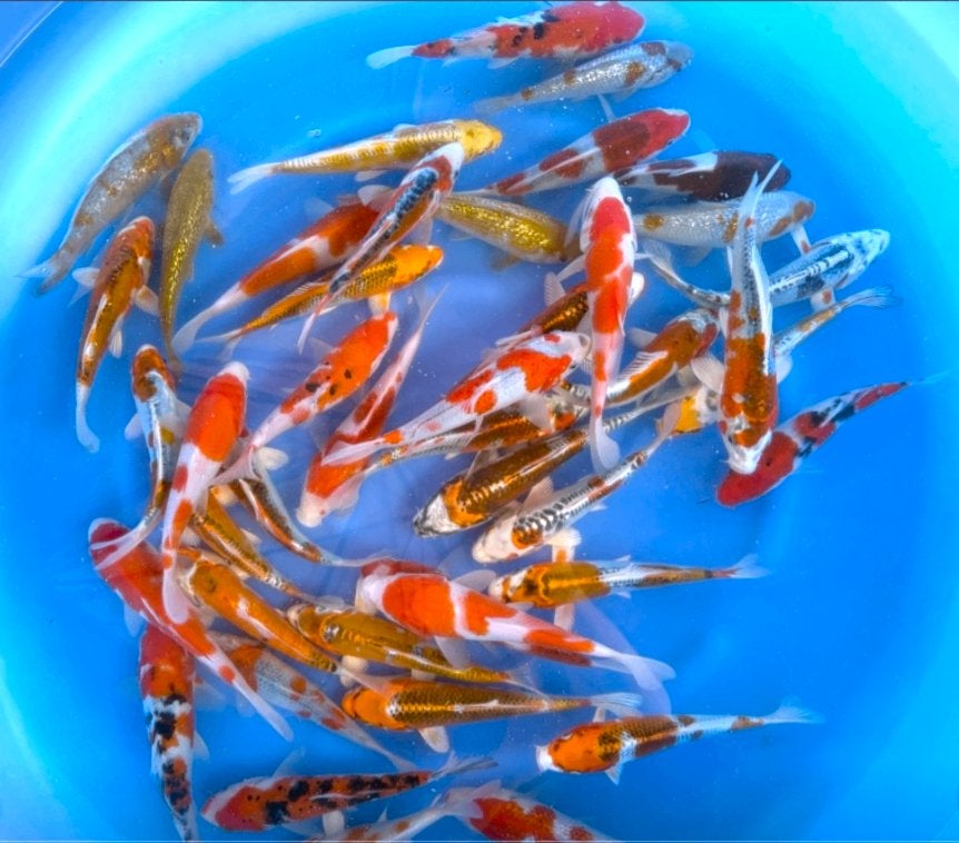 Japankoi, Tosia van diverse Japanse kwekers,Seizoenopruiming, Dieren en Toebehoren, Vissen | Vijvervissen, Karper of Koi
