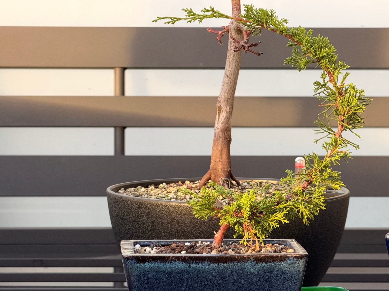 Juniper Itogawa Bonsai - Uniek en Elegant, Volle zon, Vaste plant, Bloeit niet, Ophalen