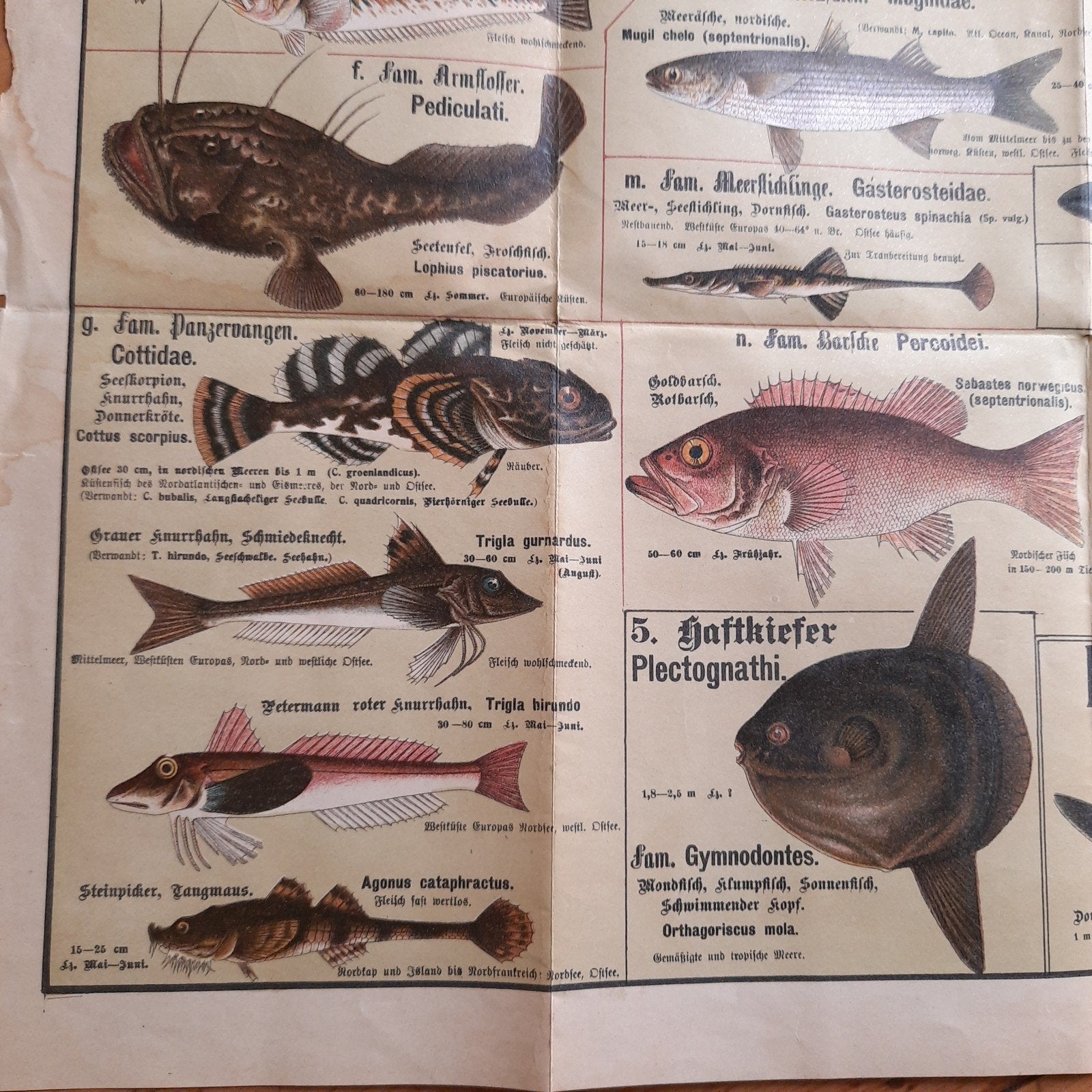 Antieke Duitse Poster of Schoolplaat Duitse Inheemse Vissen, Verzenden, Natuur en Biologie