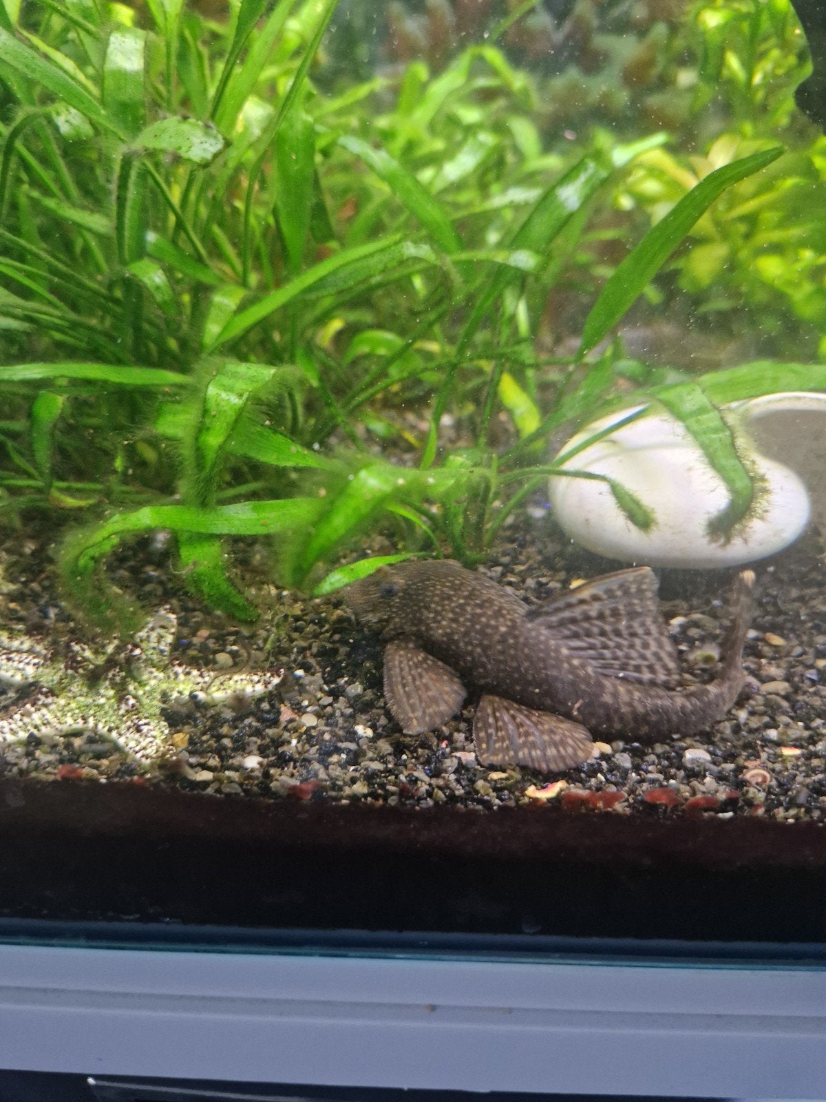 Borstelneus algeneters te koop. In verschillende groottes., Dieren en Toebehoren, Vissen | Aquariumvissen, Vis