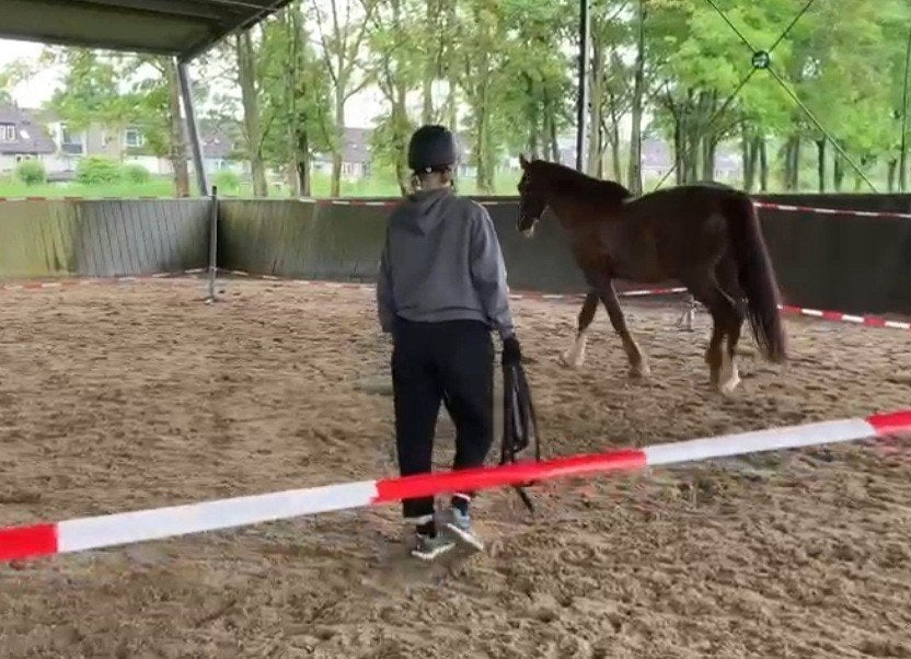 Gedrag training paarden, Ophalen of Verzenden, Nieuw, Overige disciplines