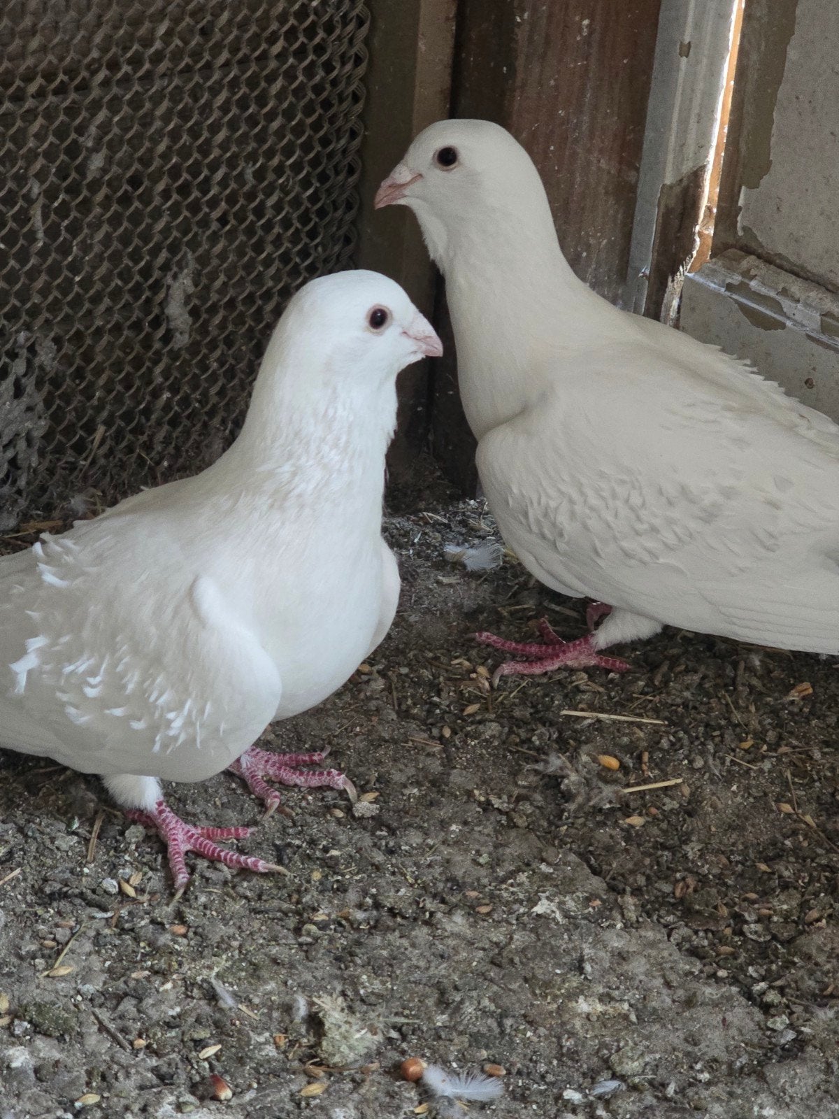 جوز شغالين ومكفولين, Meerdere dieren, Overige soorten