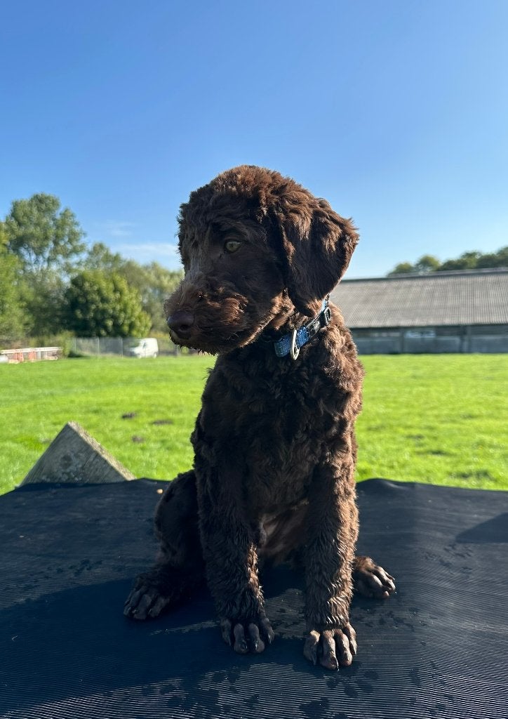 GOLDENDOODLE PUP REU YVAR, Nederland, 15 weken tot 1 jaar, CDV (hondenziekte), Eén hond
