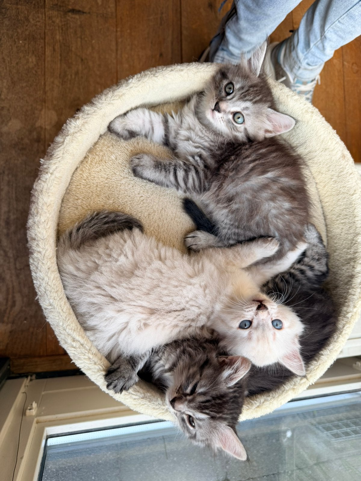 Siberische kittens bloedlijn van de Neva Masquerade, Kater