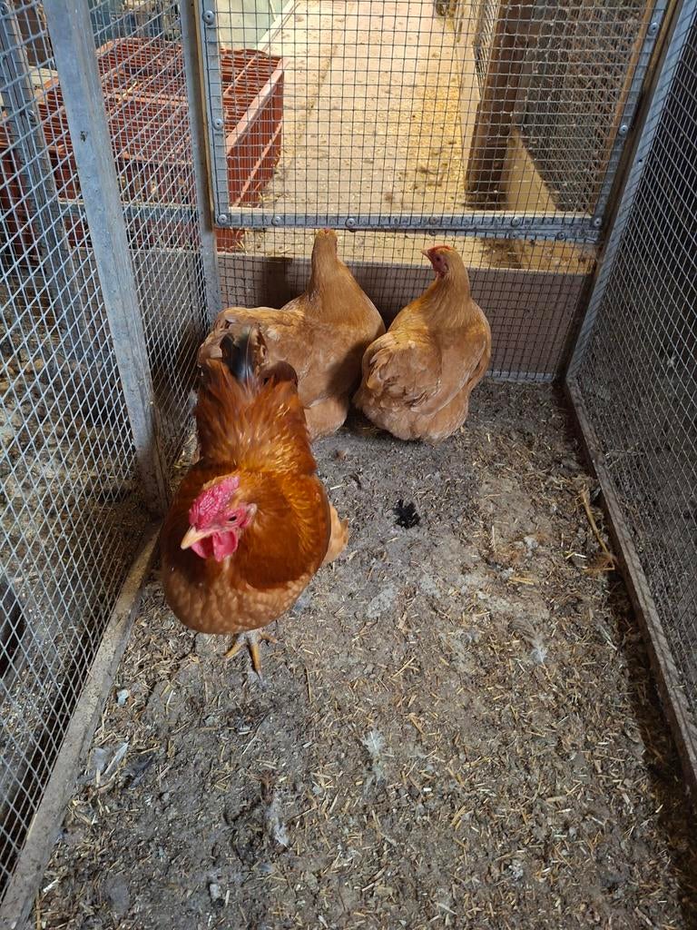 Trio buff wyandotte, Dieren en Toebehoren, Meerdere dieren, Kip