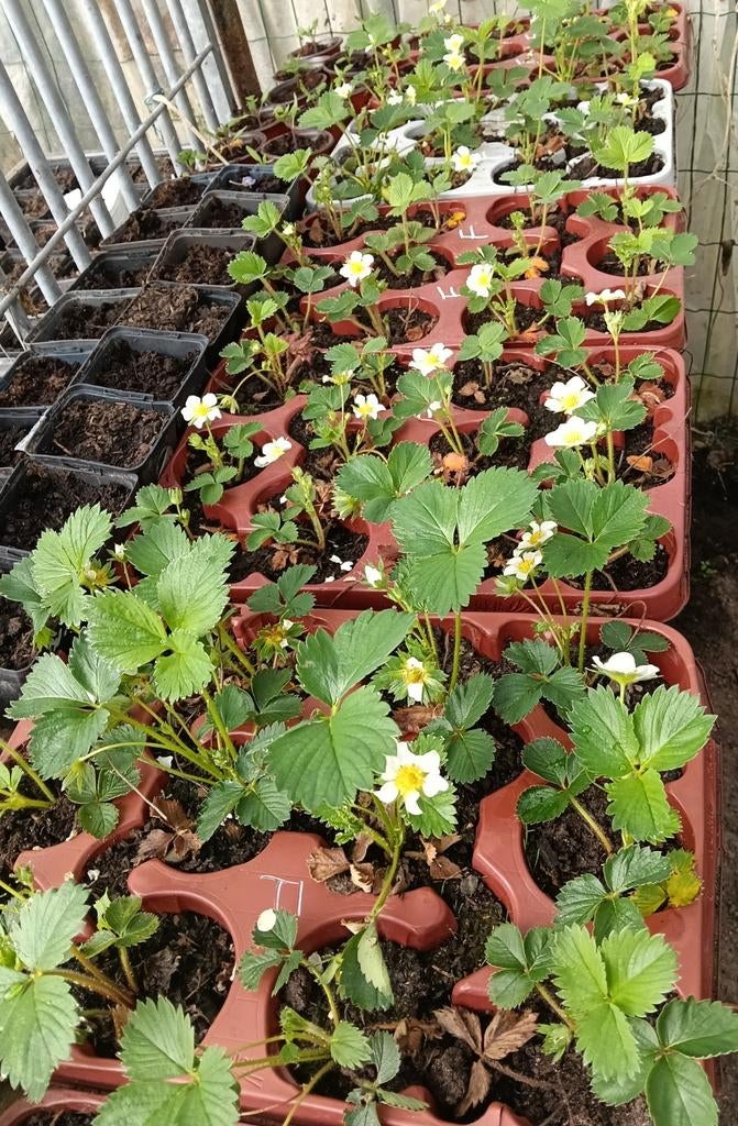 Aardbeien Planten Falco, Tuin en Terras, Ophalen, Volle zon