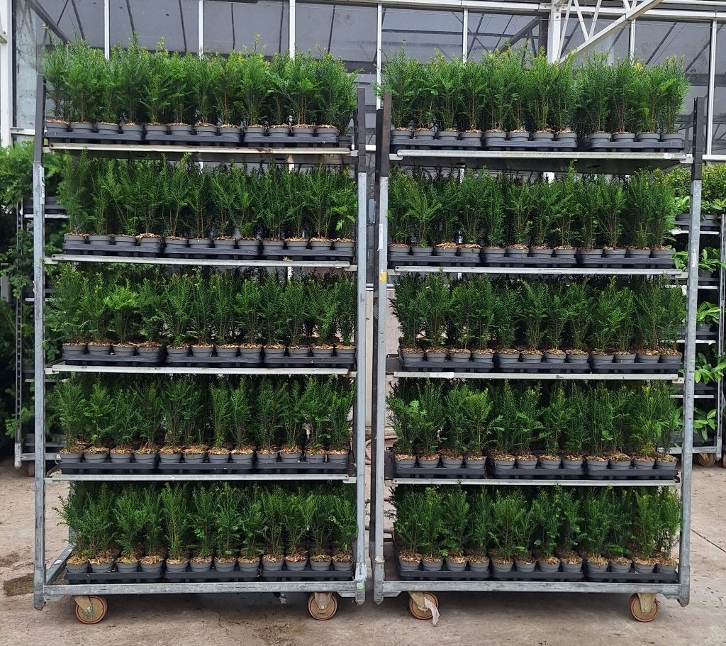 plantgoed boomkwekerij taxus prunus ilex, Ophalen, Bloeit niet, Overige soorten, Volle zon