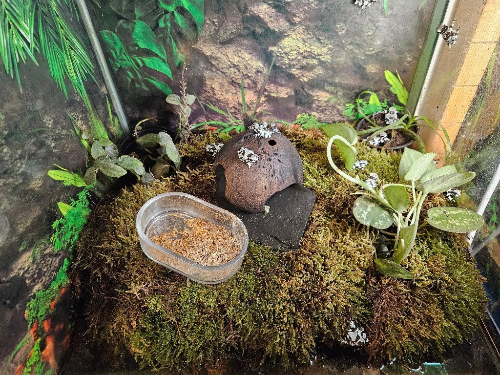 Trachycephalus resinifictix Melkkikker, Dieren en Toebehoren, Reptielen en Amfibieën, Amfibie, 0 tot 2 jaar