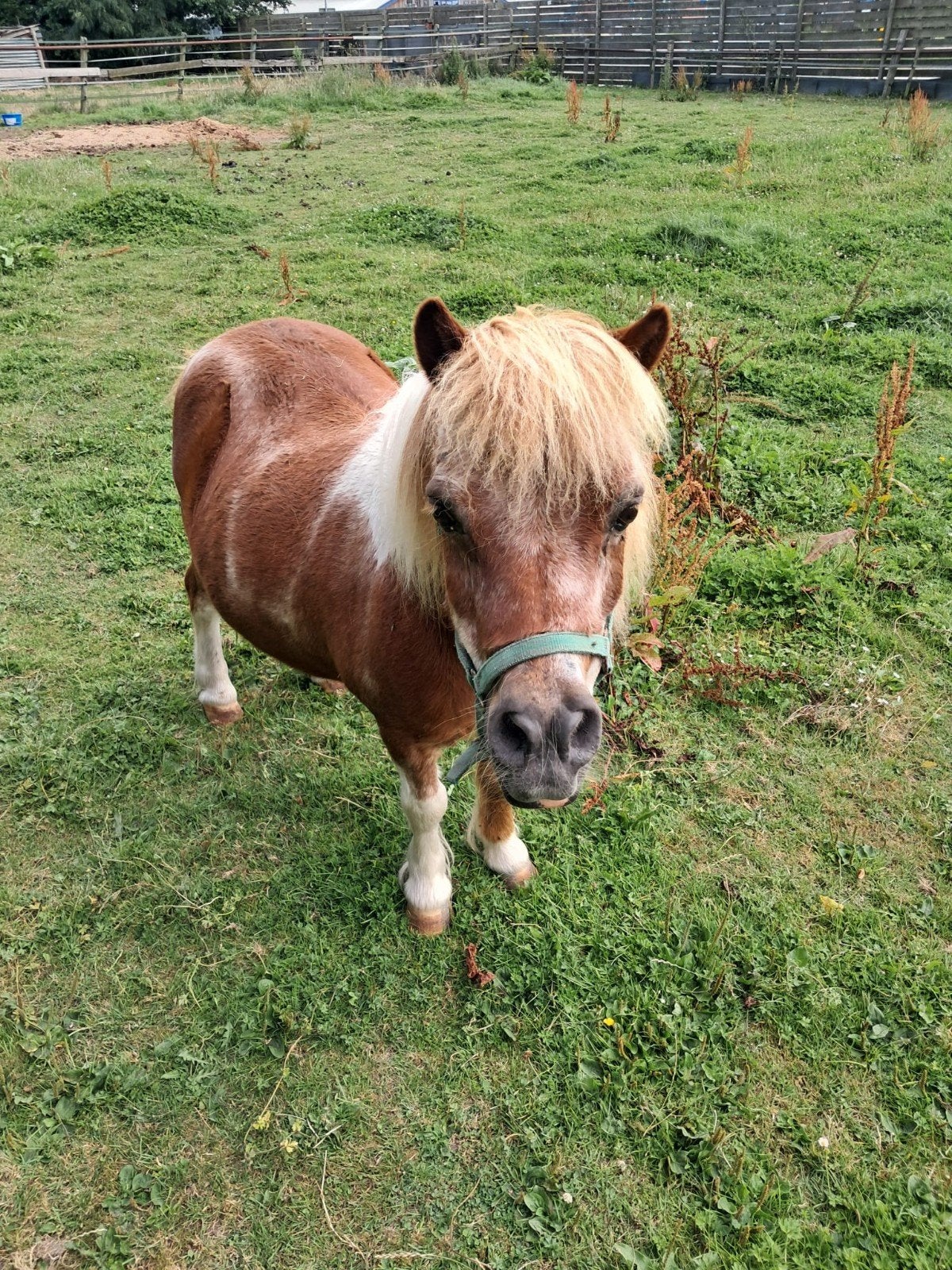 pony shetlander bruin/witwege, Dieren en Toebehoren, Pony's, Merrie, A pony (tot 1.17m), Gechipt, 11 jaar of ouder