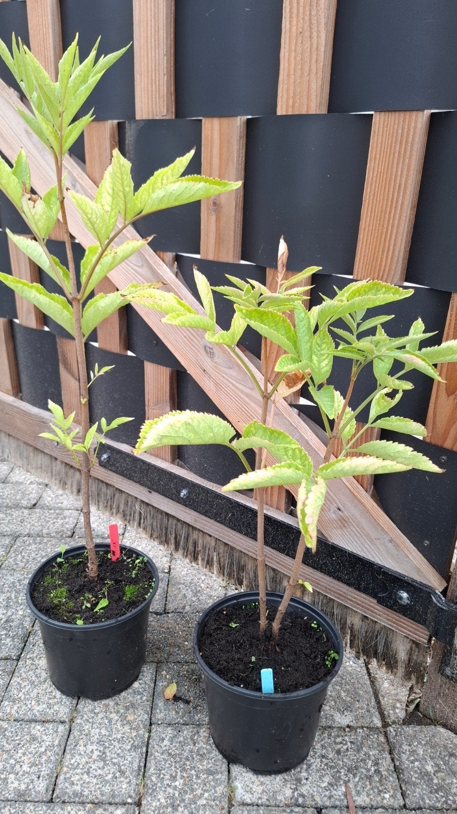 zwarte vlier/Sambucus nigra stekken te koop, Ophalen, Overige soorten, Volle zon