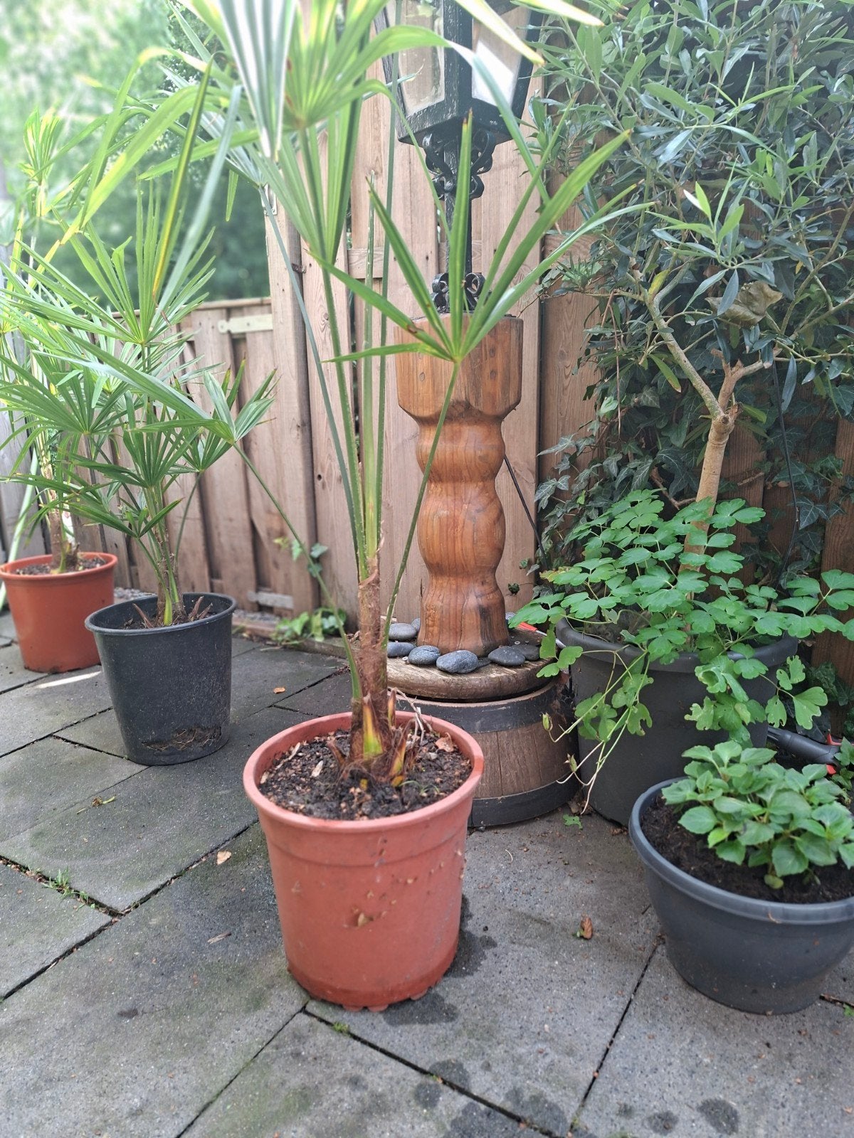 Chinese Waaierpalm (Trachycarpus fortunei) - ca. 60 cm, Ophalen