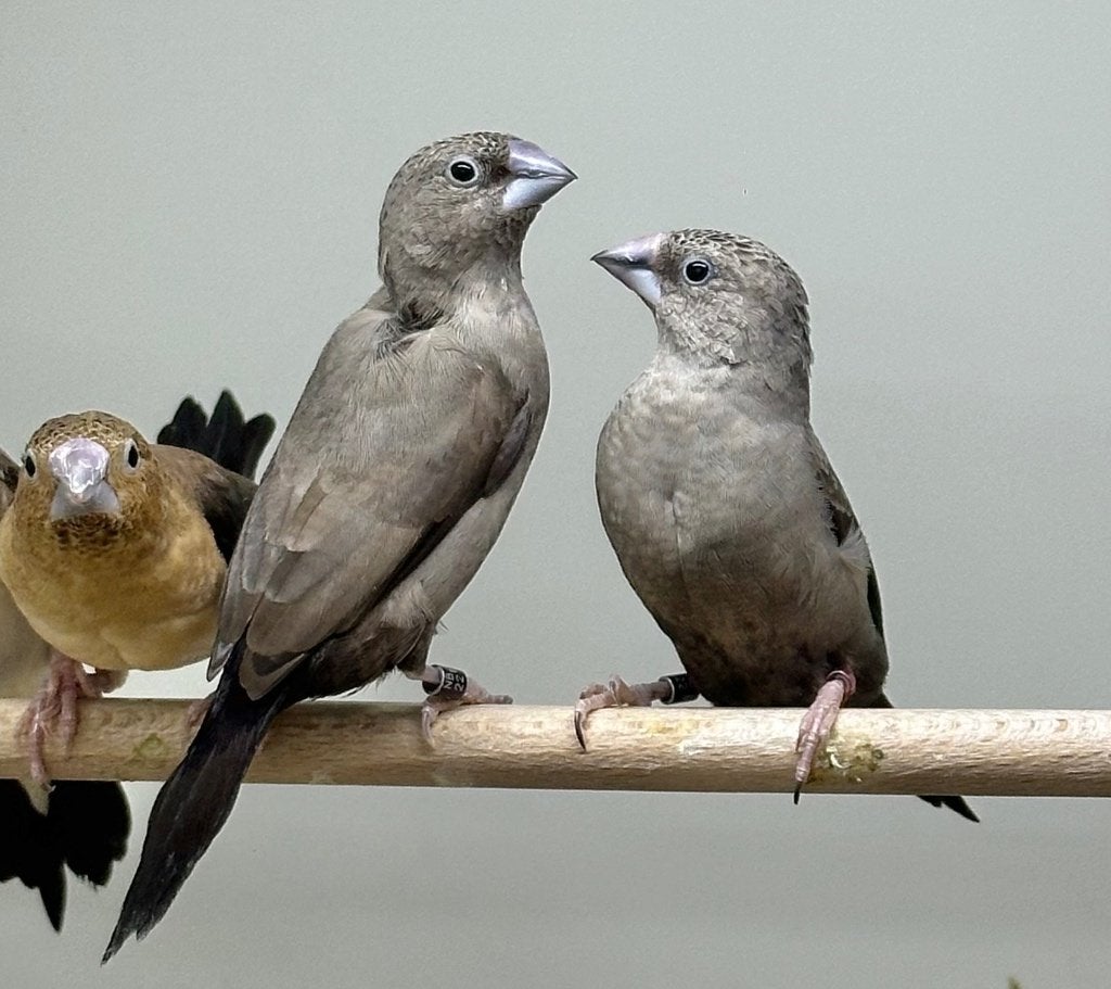 Grijze donkerbuik zilverbekjes koppel, Dieren en Toebehoren, Vogels | Overige Vogels, Meerdere dieren