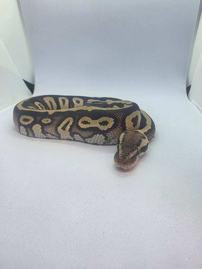 Ball python pastave, Dieren en Toebehoren, Slang, 0 tot 2 jaar