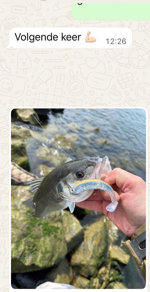 Zeebaars mr.Seabass Minnows, Ophalen of Verzenden, Nieuw