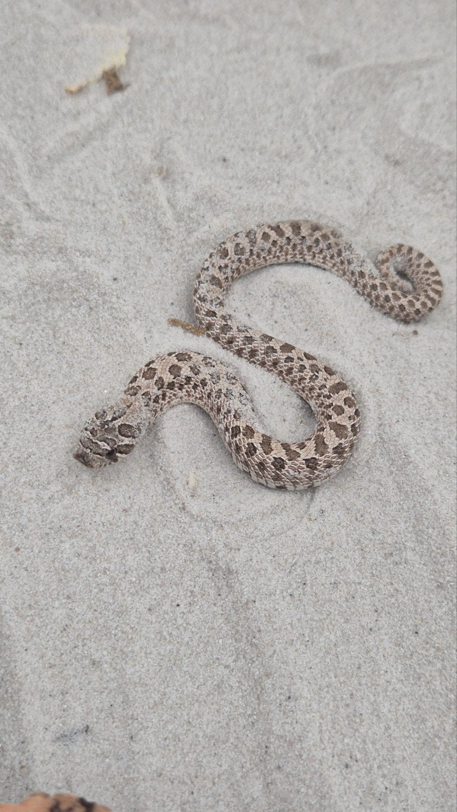 Haakneusslang Het maitai Hognose Snake photo 4