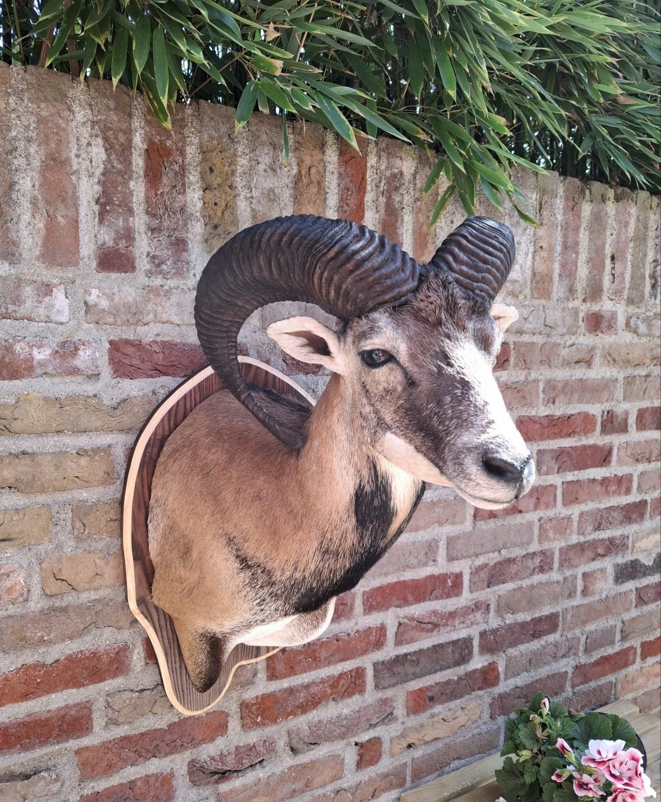 NIEUW! opgezette kop moeflon taxidermy schedel jacht bok ram, Ophalen, Wild dier, Gewei of Kop