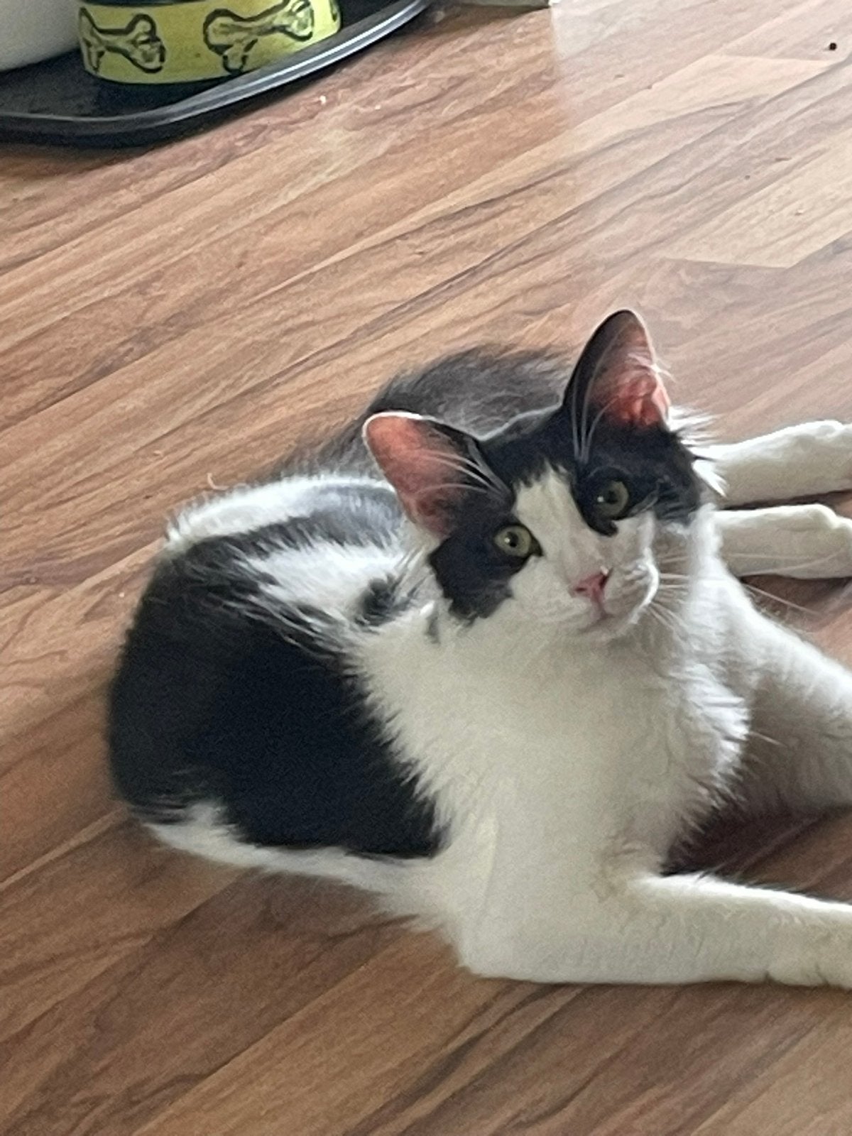 Elias 9 mnd half langharig zoekt een lief baasje, Kater