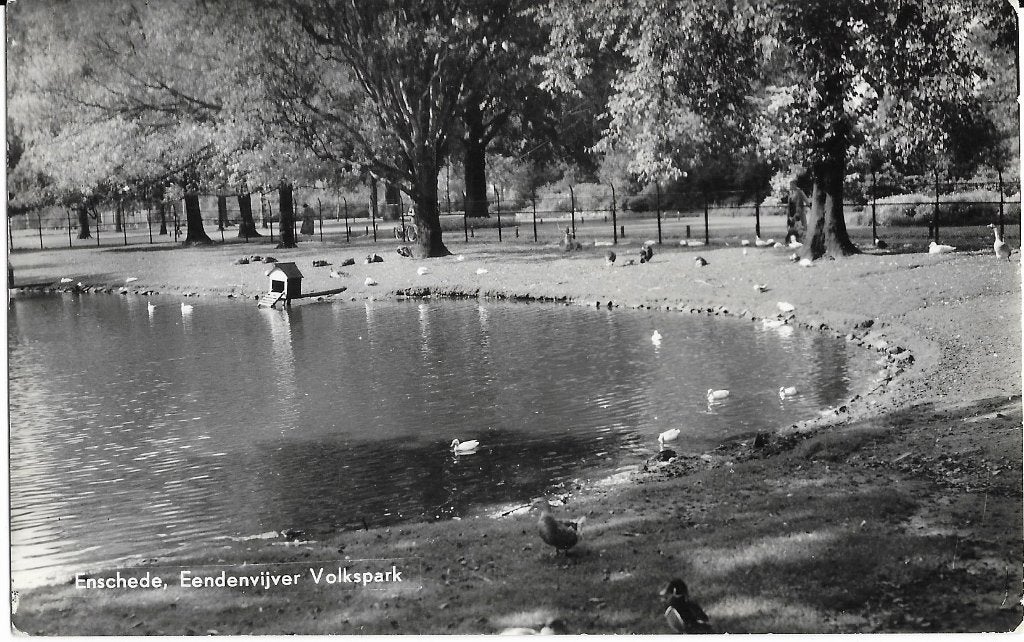 Enschede, Eendenvijver Volkspark, eenden, vijver, Ophalen of Verzenden, 1960 tot 1980, Gelopen, Overijssel