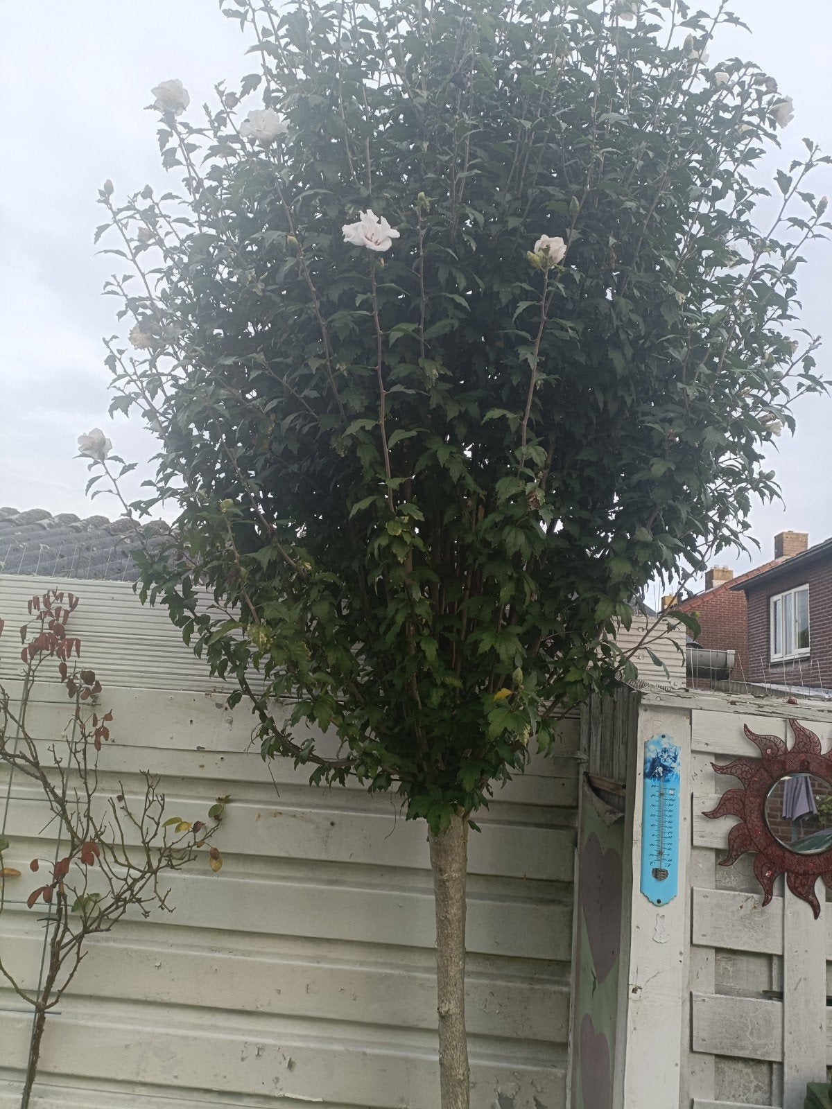 Mooie Hibiscus boom met witte bloemen, Tuin en Terras, Overige soorten, 250 tot 400 cm, Zomer, Ophalen