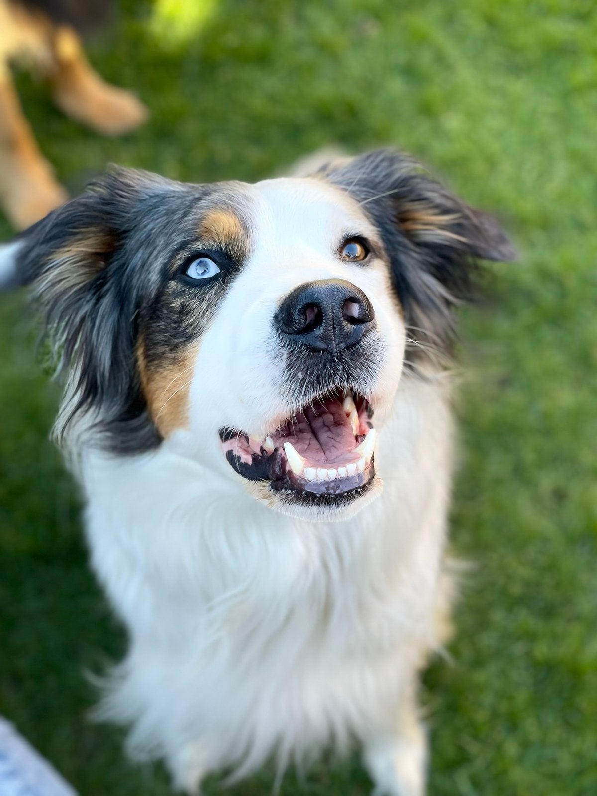 Austrian Shepherd blue merle, Dieren en Toebehoren, Honden | Dekreuen, Reu, Fokker | Hobbymatig, Eén hond, Nederland, 6 jaar of ouder