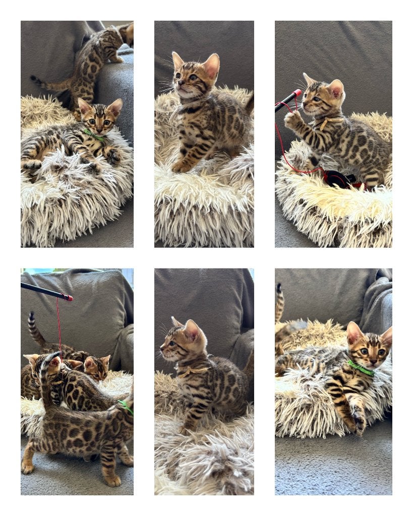 Prachtige Bengaal Kittens / Kitten / poes / kater/ raskatten, Dieren en Toebehoren, Katten en Kittens | Raskatten | Korthaar, Meerdere dieren