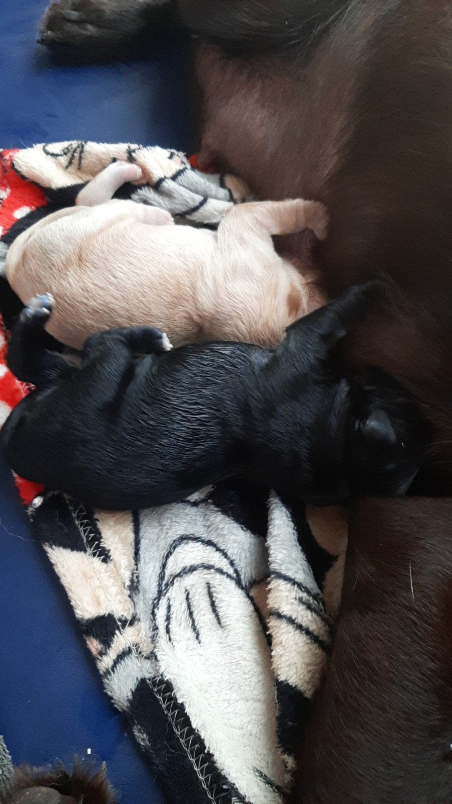 5x golden retriever x labrador mix puppies te koop €700, Golden retriever, Parvo, 8 tot 15 weken, Meerdere