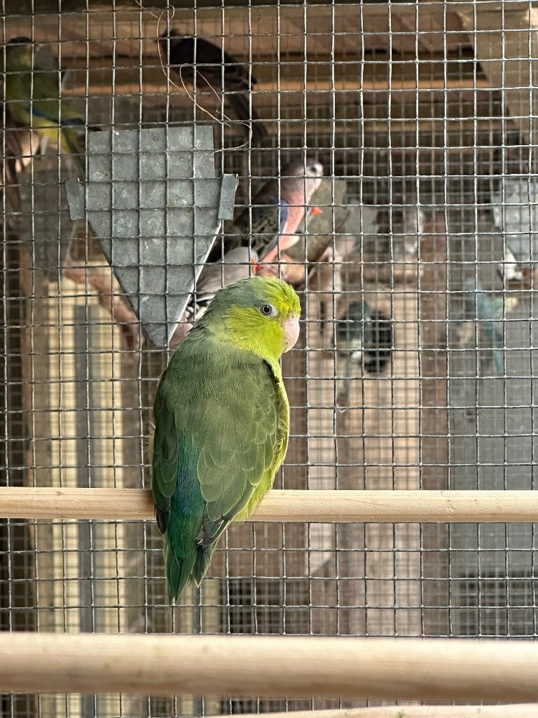 Forpus, Dieren en Toebehoren, Vogels | Parkieten en Papegaaien, Mannelijk, Parkiet