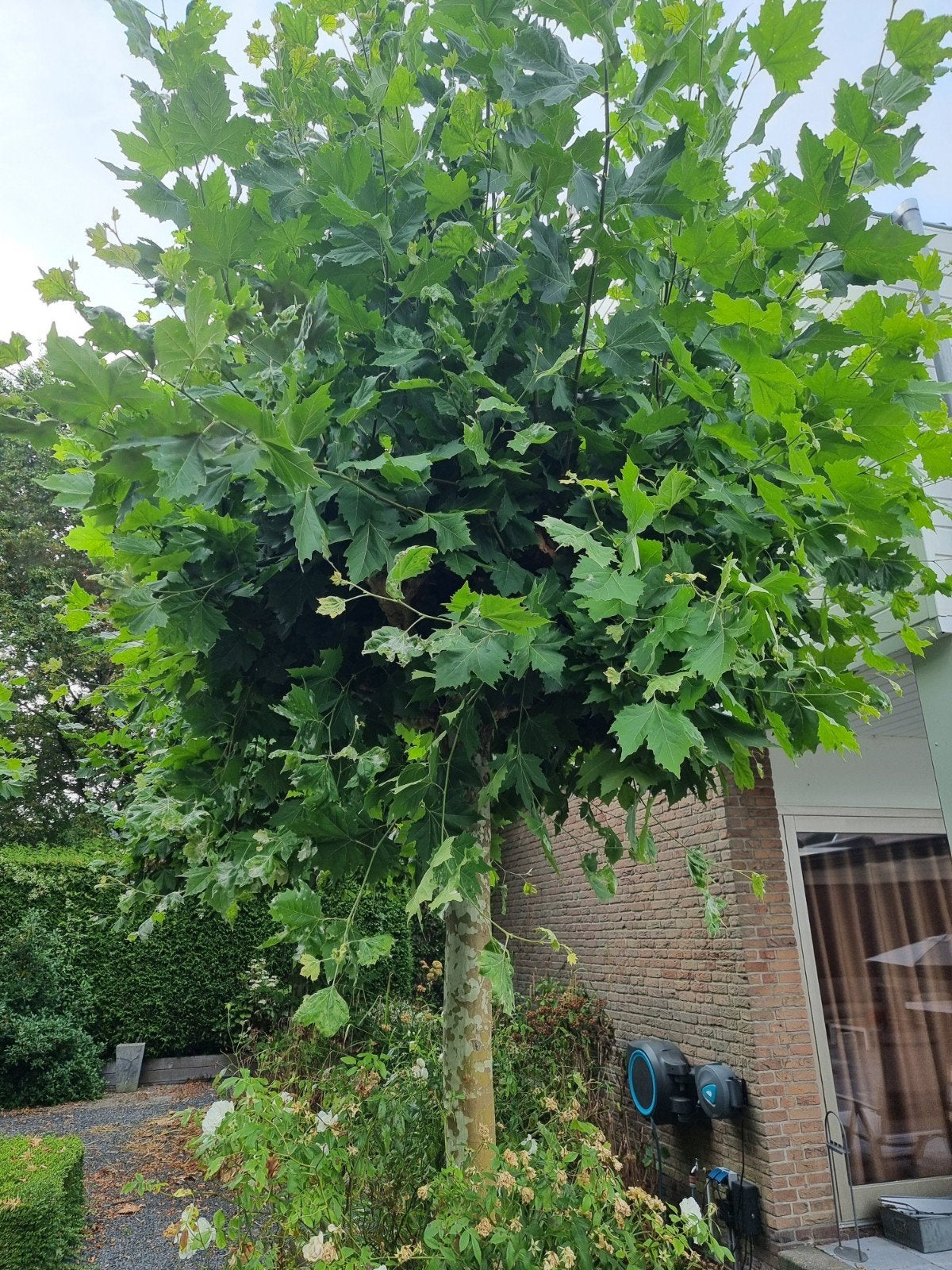 Plataan gratis af te halen, Tuin en Terras, Planten | Bomen, Ophalen, Volle zon, Overige soorten, 100 tot 250 cm