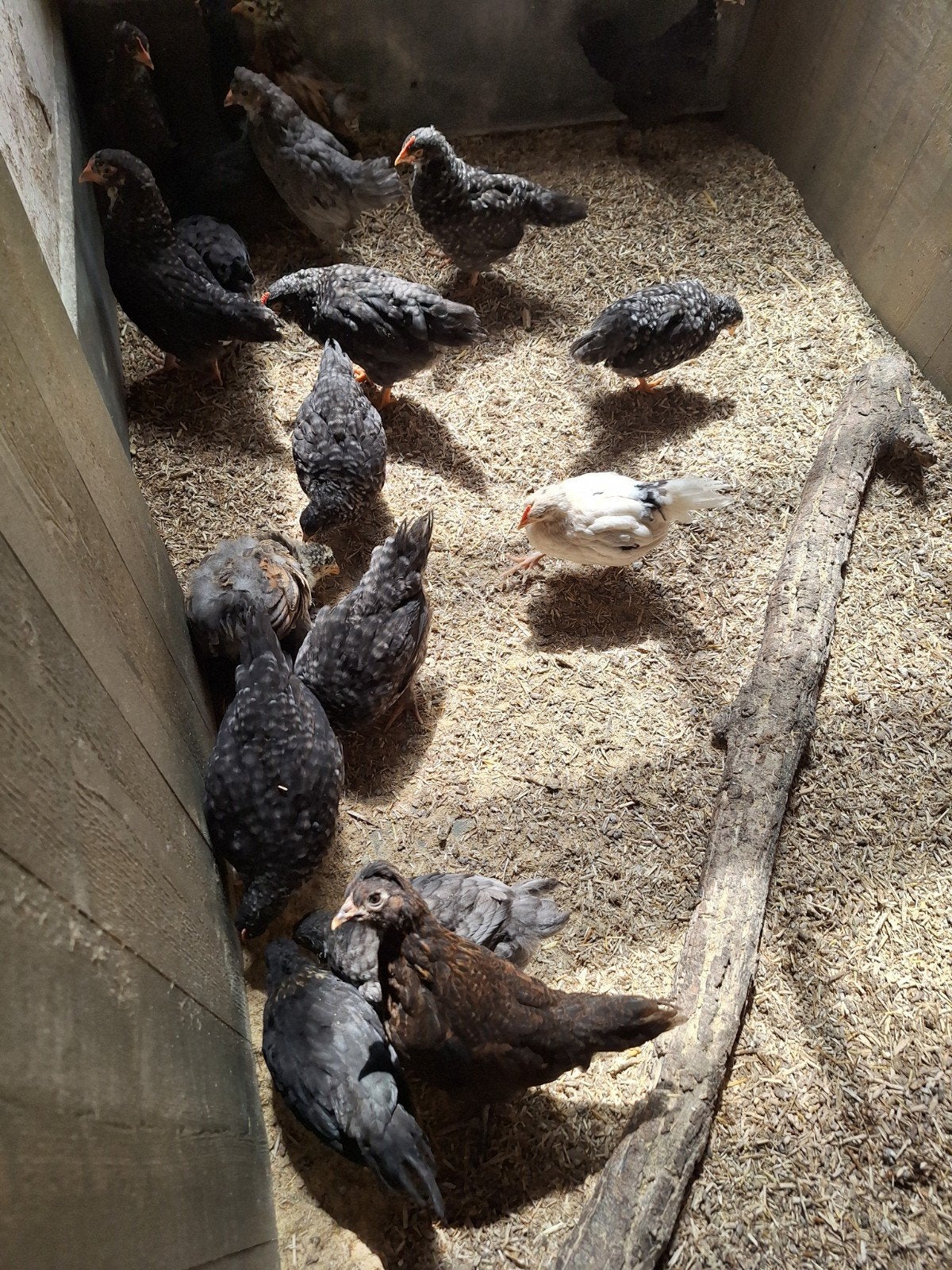 Easter egger/kleurlegger/groenlegger kuikens, Dieren en Toebehoren, Meerdere dieren, Kip