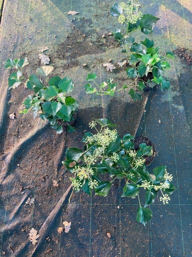 Hedera helix Arborescens  struikklimop € 5,50, Ophalen of Verzenden, Lente, Overige soorten, Halfschaduw