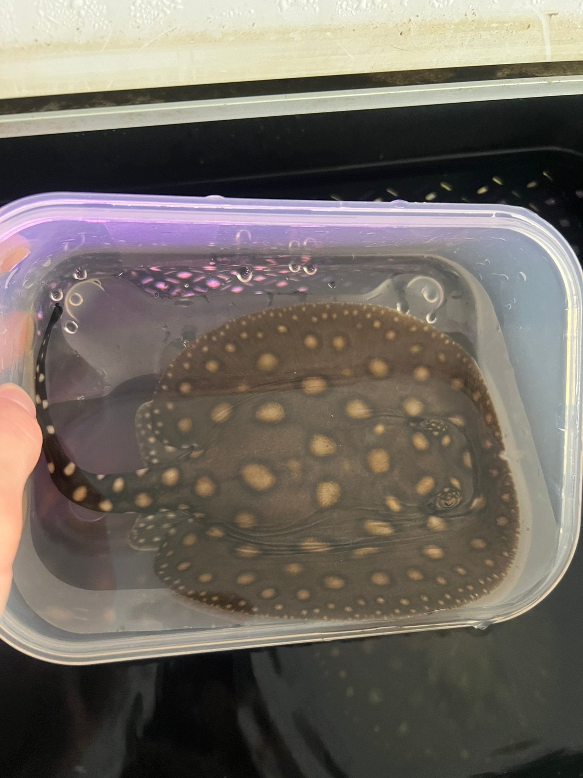 mooie black diamond zoetwaterrog, Ophalen
