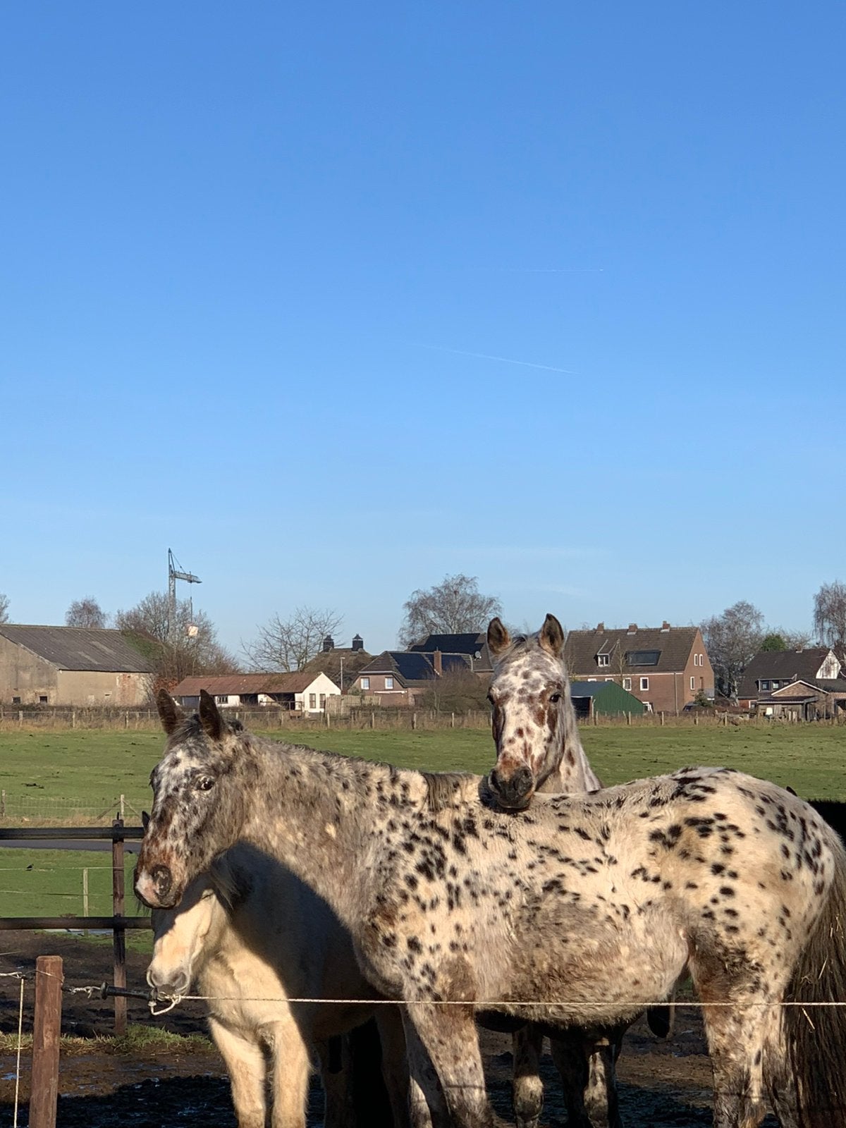 Verzorger gezocht, Ophalen, Nieuw