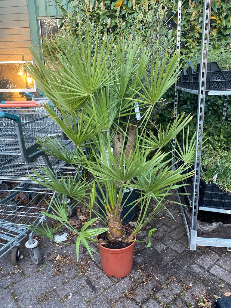 Chamaerobs palm 1,40 hoog, Ophalen, Bloeit niet, Overige soorten, Volle zon