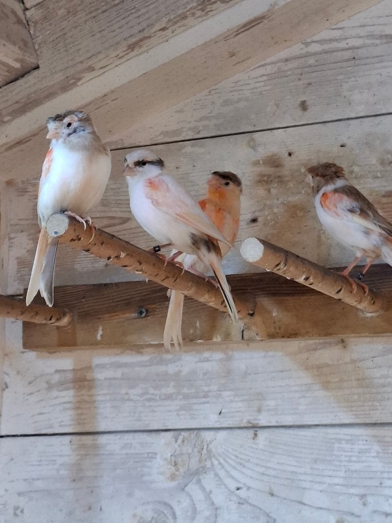 Te koop Harlekijnen, Meerdere dieren, Postuurkanarie