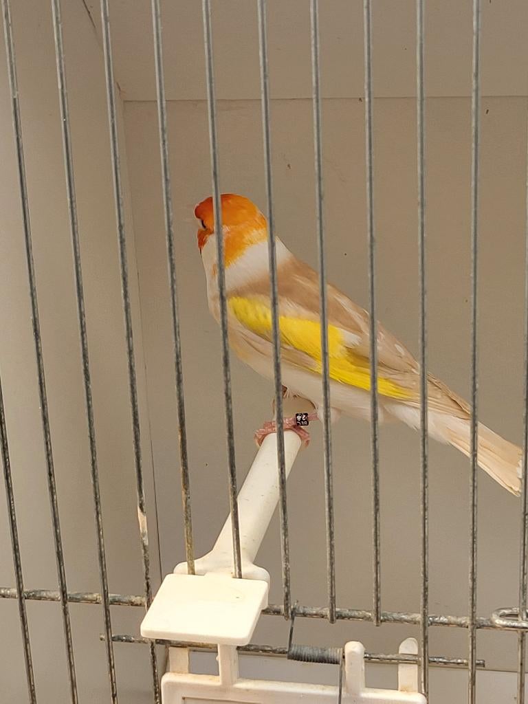 Majoor putters koppel, Dieren en Toebehoren, Vogels | Overige Vogels, Meerdere dieren, Wildzangvogel, Geringd